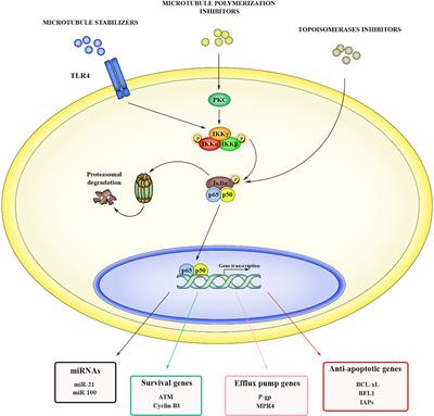 EV-Mediated Chemoresistance in the Tumor Microenvironment: Is NF-κB a Player?